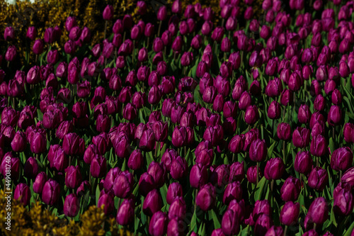 Obraz na płótnie Spring background with purple tulips flowers. beautiful blossom tulips field. spring time. banner, copy space w salonie