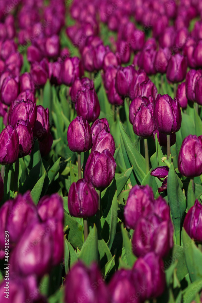 Spring background with purple tulips flowers. beautiful blossom tulips field. spring time. banner, copy space