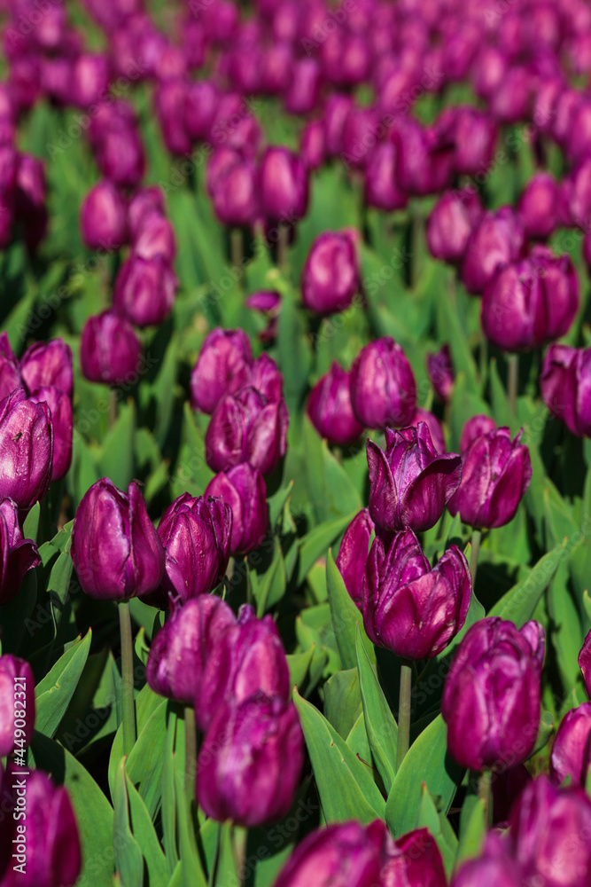 Spring background with purple tulips flowers. beautiful blossom tulips field. spring time. banner, copy space Spring background with purple tulips flowers. beautiful blossom tulips field. spring time. banner, copy space