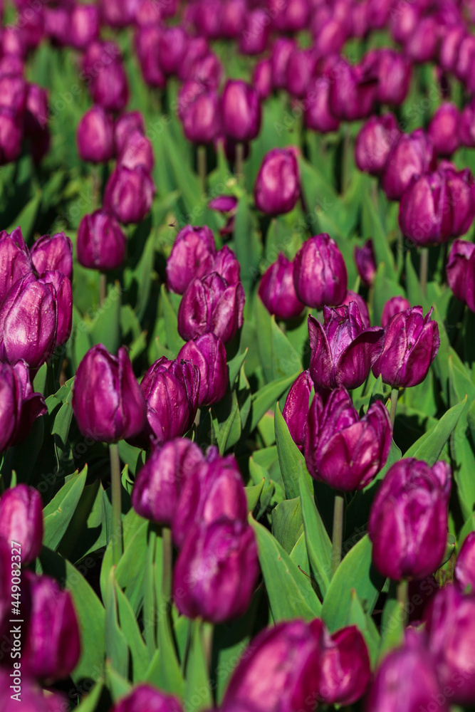 Spring background with purple tulips flowers. beautiful blossom tulips field. spring time. banner, copy space