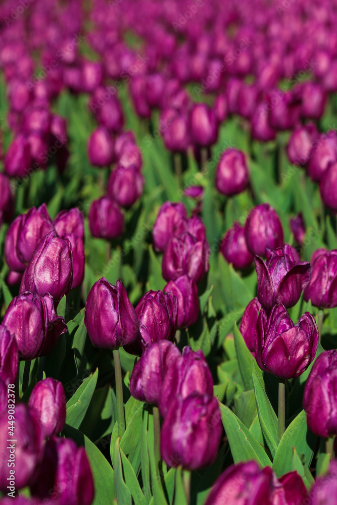 Spring background with purple tulips flowers. beautiful blossom tulips field. spring time. banner, copy space