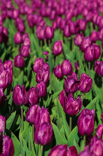 Obraz na płótnie Spring background with purple tulips flowers. beautiful blossom tulips field. spring time. banner, copy space w salonie