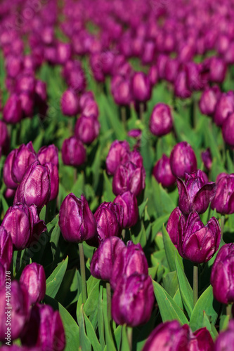 Obraz na płótnie Spring background with purple tulips flowers. beautiful blossom tulips field. spring time. banner, copy space w salonie