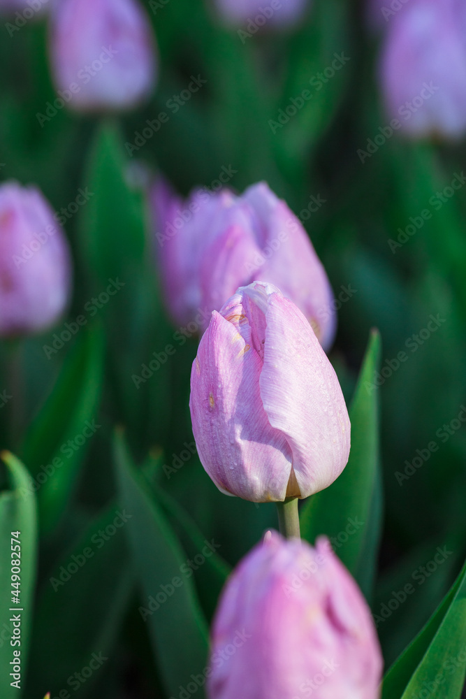 Spring background with purple tulips flowers. beautiful blossom tulips field. spring time. banner, copy space