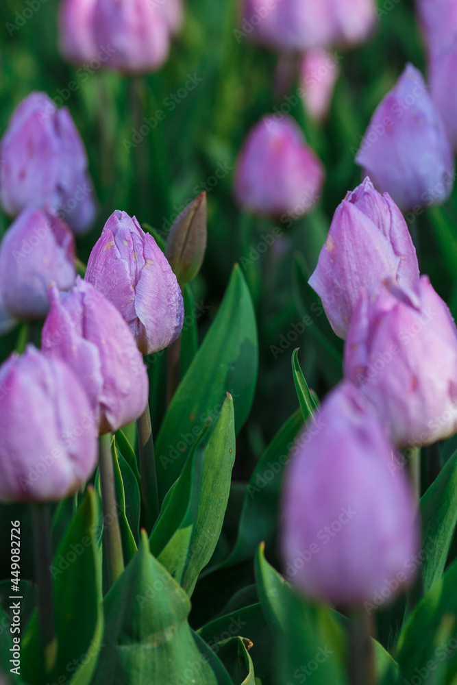 Spring background with purple tulips flowers. beautiful blossom tulips field. spring time. banner, copy space