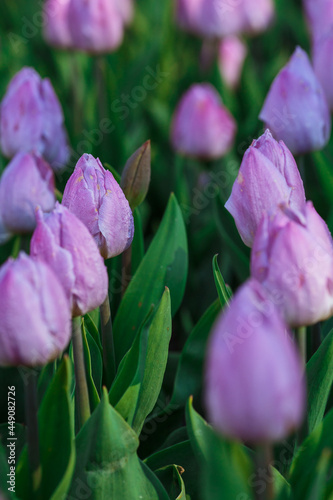 Obraz na płótnie Spring background with purple tulips flowers. beautiful blossom tulips field. spring time. banner, copy space w salonie
