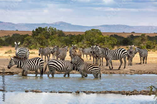 A Dazzle  Herd  of Zebras at the Watering Hole  Ol Pejeta Conservancy  Nanyuki  Kenya  Africa