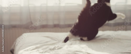 Fast cat playing with a toy jump and run in slow motion evening light