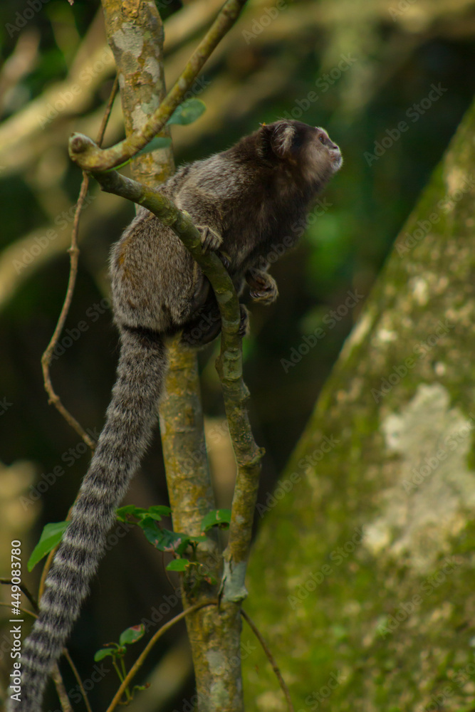 Obraz premium Little monkey on a tree