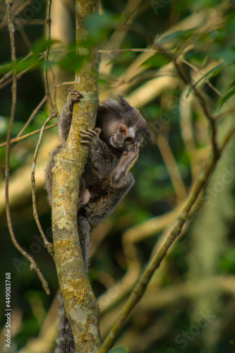 Little sagoin on a branch