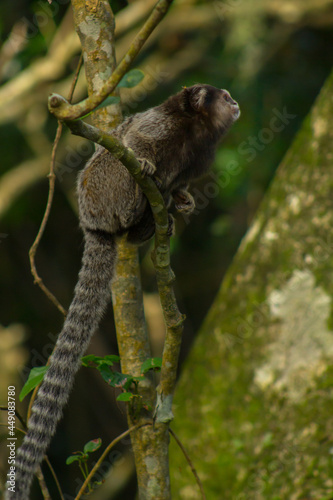 Fototapeta Naklejka Na Ścianę i Meble -  Little monkey on a tree