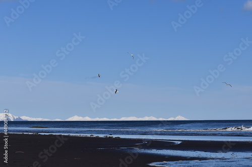 seagull on the beach