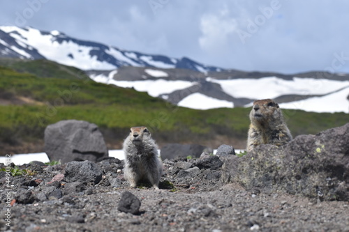 gophers in the mountains