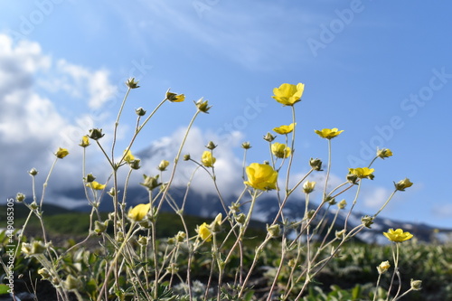 field of yellow flowers