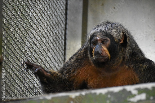 Photography sad monkey