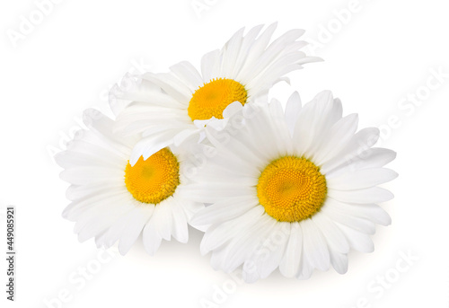 Fototapeta Naklejka Na Ścianę i Meble -  Daisy flowers isolated on white. Full depth of field.