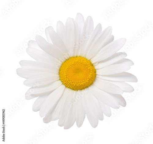 Daisy flower head isolated on white background. Top view.