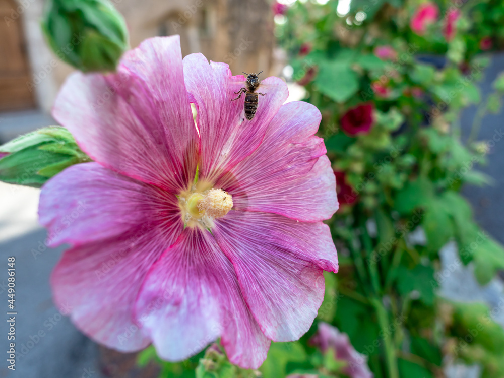 close view of pale purple hollyhock flower with bee close view of pale purple hollyhock flower with bee