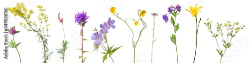 A set of wild flowers isolated on white background.