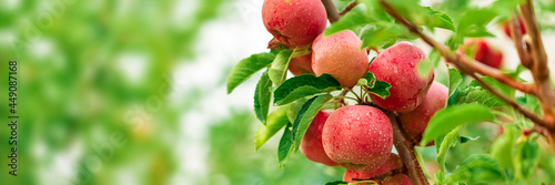 Apple tree close-up on branch full of red apples