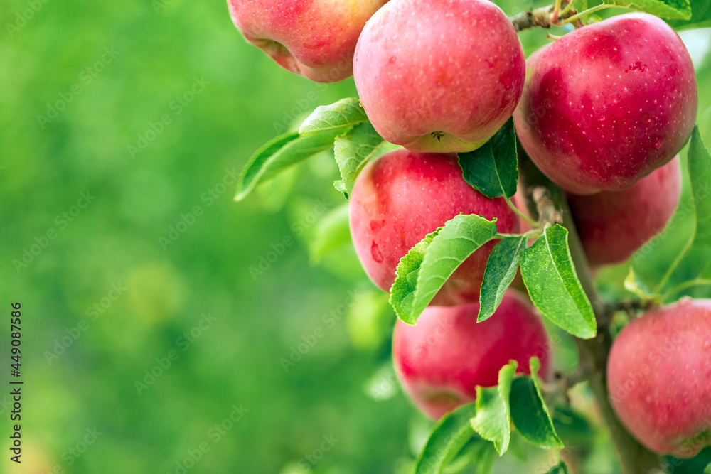 Apple tree close-up on branch full of red apples Apple tree close-up on branch full of red apples