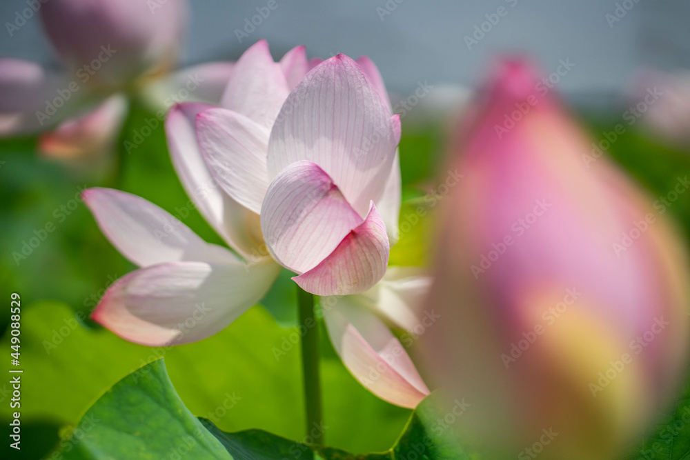 Naklejka premium 森川花はす田