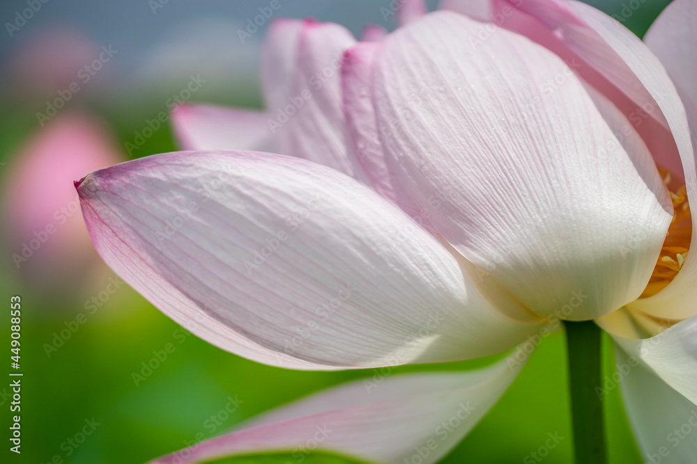 森川花はす田