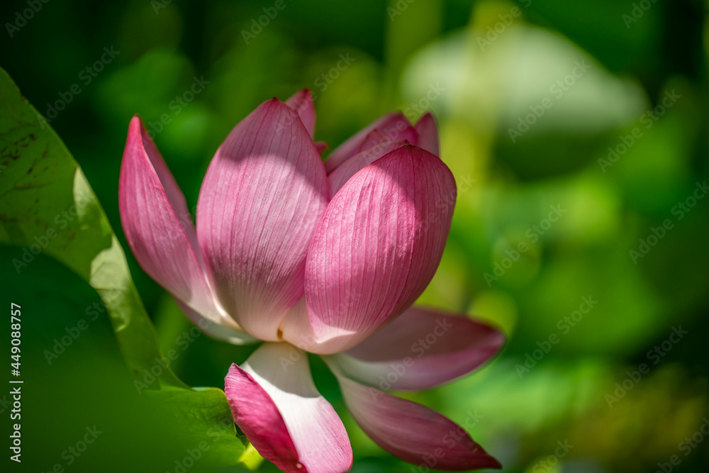 森川花はす田