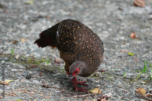 Female adult Svensson's Pheasant (Lophura swinhoii) Secretive, handsome endemic pheasant in the mountains of Taiwan. New Taipei City, Taiwan. 2021. photo