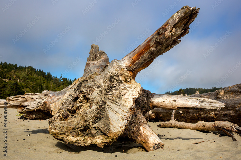 Driftwood on the beach along the Pacific ocean along the California coastline, United States.