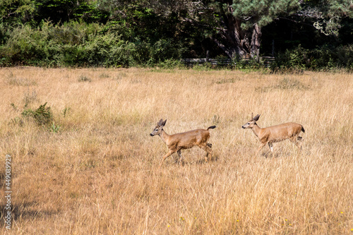 Deer passes by dry grass in Mendocino forest  California  United States.