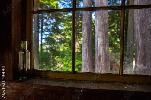 View from a wooden cottage window into a forest. Mendocino  California.