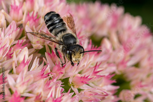 Western Leafcutter Bee on Sedum flower. Insect and wildlife conservation, habitat preservation, and backyard flower garden concept
 
 photo