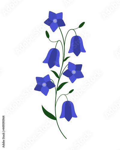 Bluebell flower. Beautiful spring flower on a white background. Blue bell in bloom, floral vector illustration for print, design.