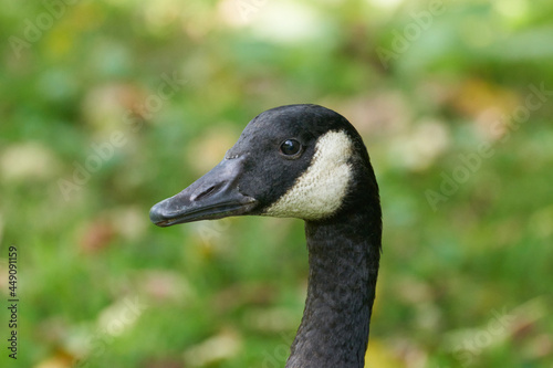 Canada goose head