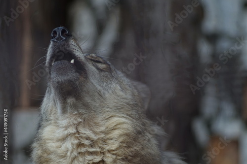 Portrait of an animal. A wild wolf. Almost indistinguishable from a dog. Thick, long hair. A very serious look. A wolf's howl.