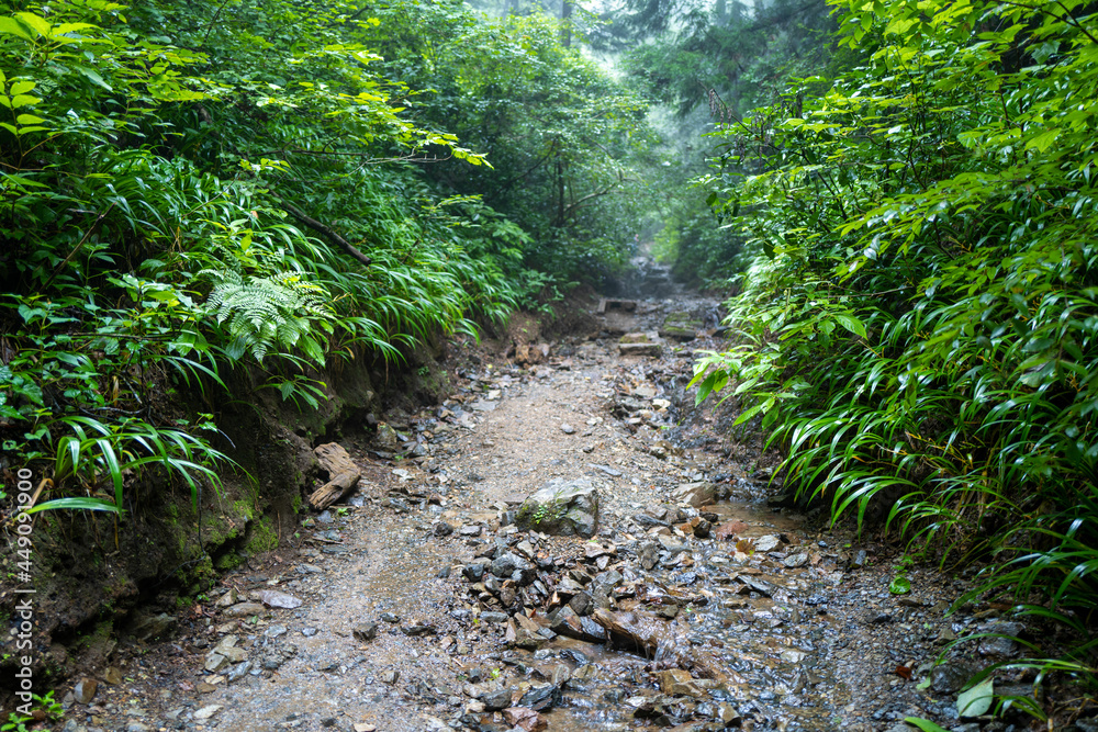 東京都八王子市の高尾山を登山している風景 Scenery of climbing Mt. Takao in Hachioji City, Tokyo. 東京都八王子市の高尾山を登山している風景 Scenery of climbing Mt. Takao in Hachioji City, Tokyo.