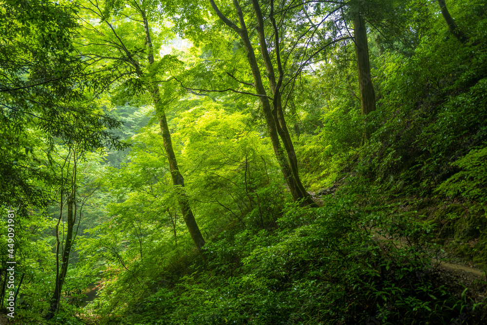 東京都八王子市の高尾山を登山している風景 Scenery of climbing Mt. Takao in Hachioji City, Tokyo. 東京都八王子市の高尾山を登山している風景 Scenery of climbing Mt. Takao in Hachioji City, Tokyo.