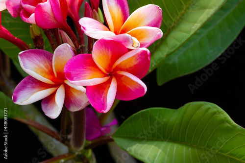 Pink plumeria blossoms against a black background