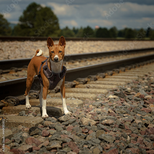 Basenji on tracks