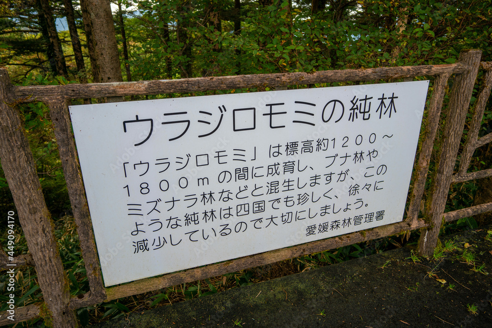 愛媛県西条市にある石槌山を紅葉の季節に登山する風景 A view of climbing Mount Ishizuchi in Saijo City, Ehime Prefecture, during the season of autumn leaves.