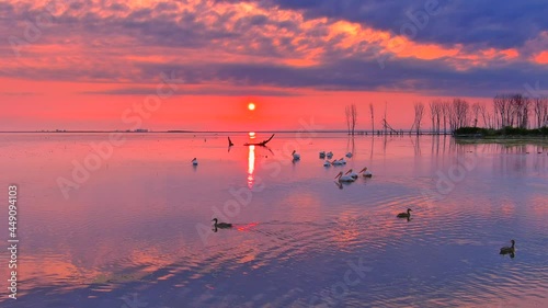 Ducks and pelicans gathering and flying in shallow waters, in the colorful sunrise. This strange orange sky is the way a dimmed sunrise looks in the Midwest when fires out West fill the air with ash.