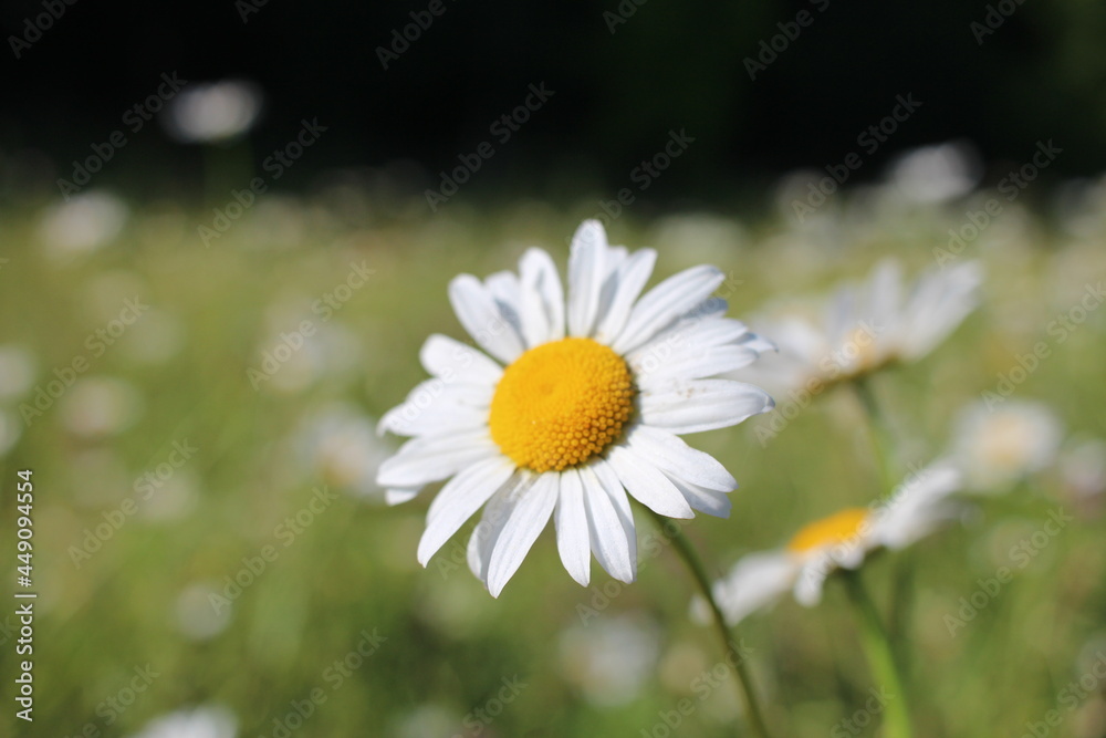 Fototapeta premium white chamomile flower grows in the forest grass in summer
