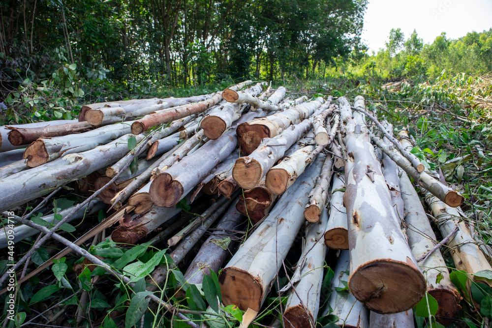 pile of eucalyptus logs Resources used in the paper industry pile of eucalyptus logs Resources used in the paper industry