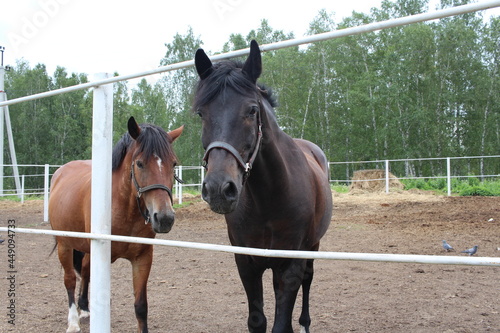 two horses walk in a paddock on a farm in the summer in a stable