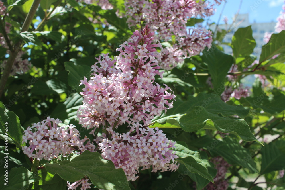 pink flowers of the shrub fragrant lilac in green leaves pink flowers of the shrub fragrant lilac in green leaves
