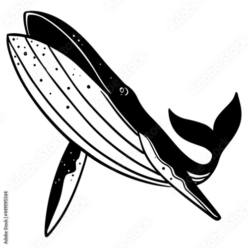 black and white whale hand drawn vector illustration.
