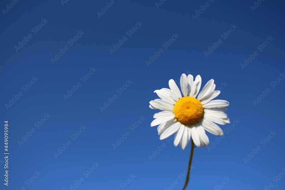 white daisy flower on a blue sky background nature white daisy flower on a blue sky background nature