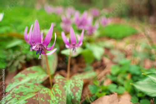 春に咲く美しい紫色のカタクリの花