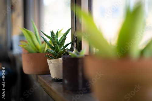 観葉植物　多肉　窓際で育てる